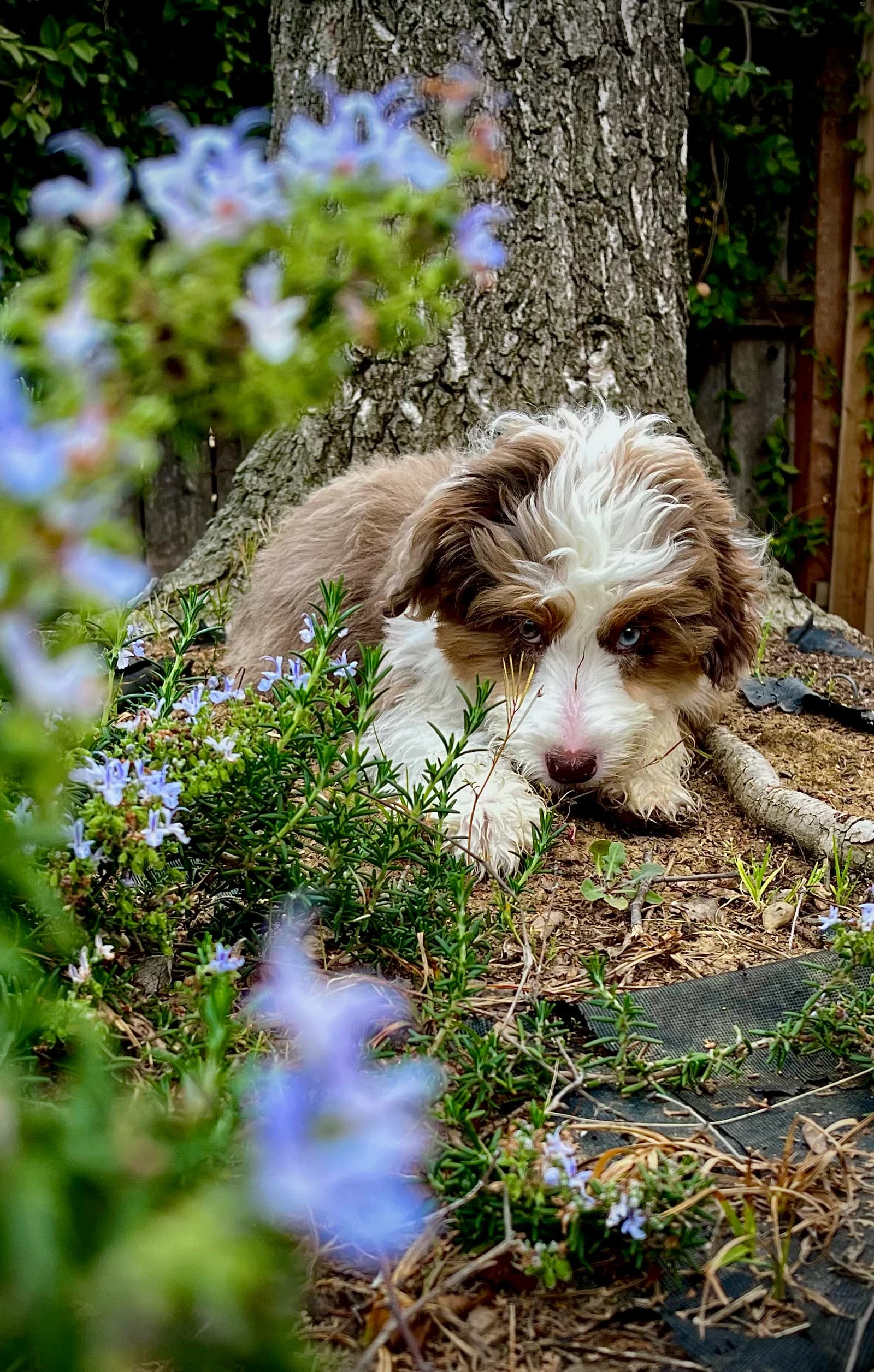 A brown-and-white puppy peeking through purple flowers.