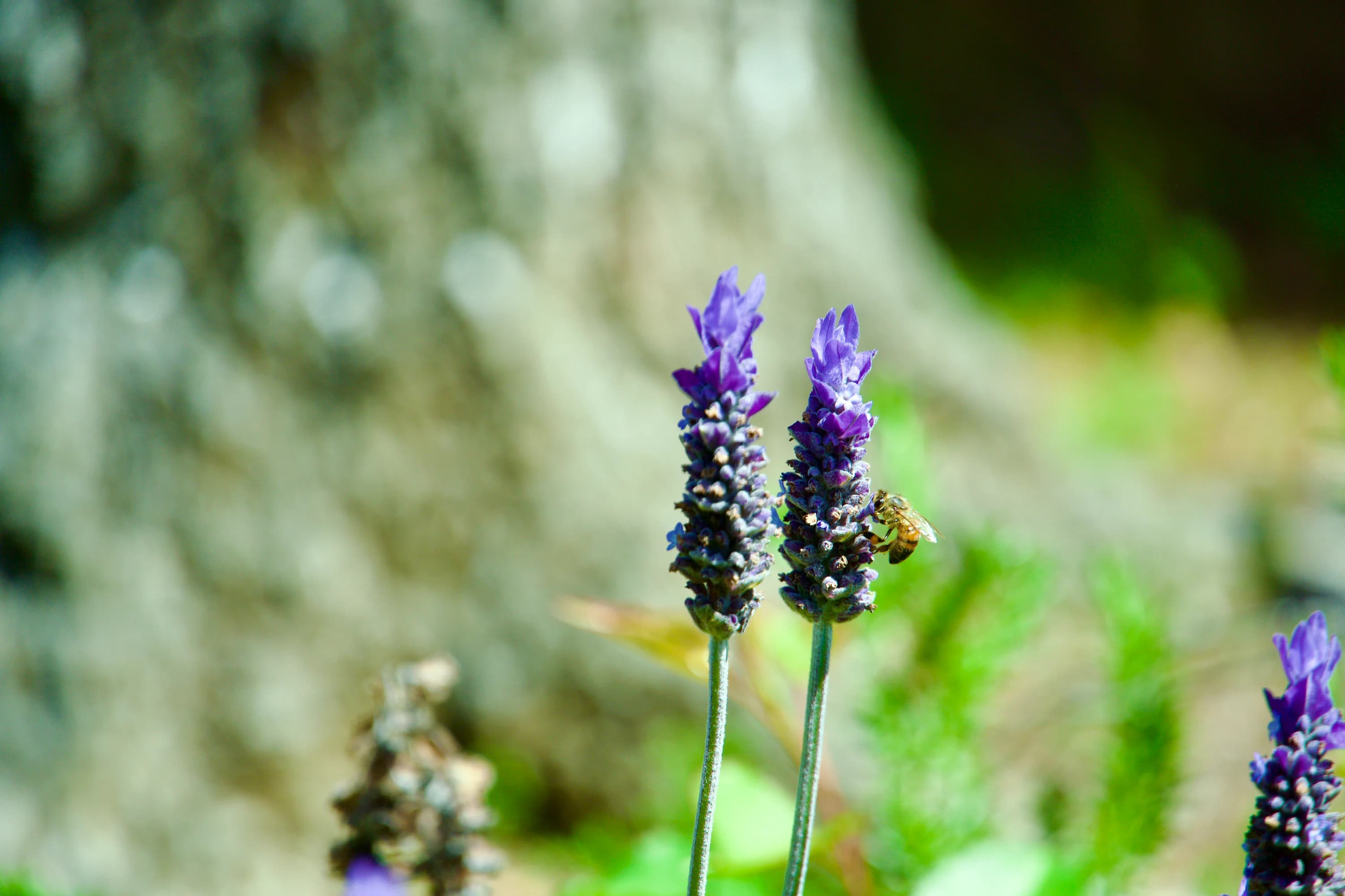 A bee perched on a flower.
