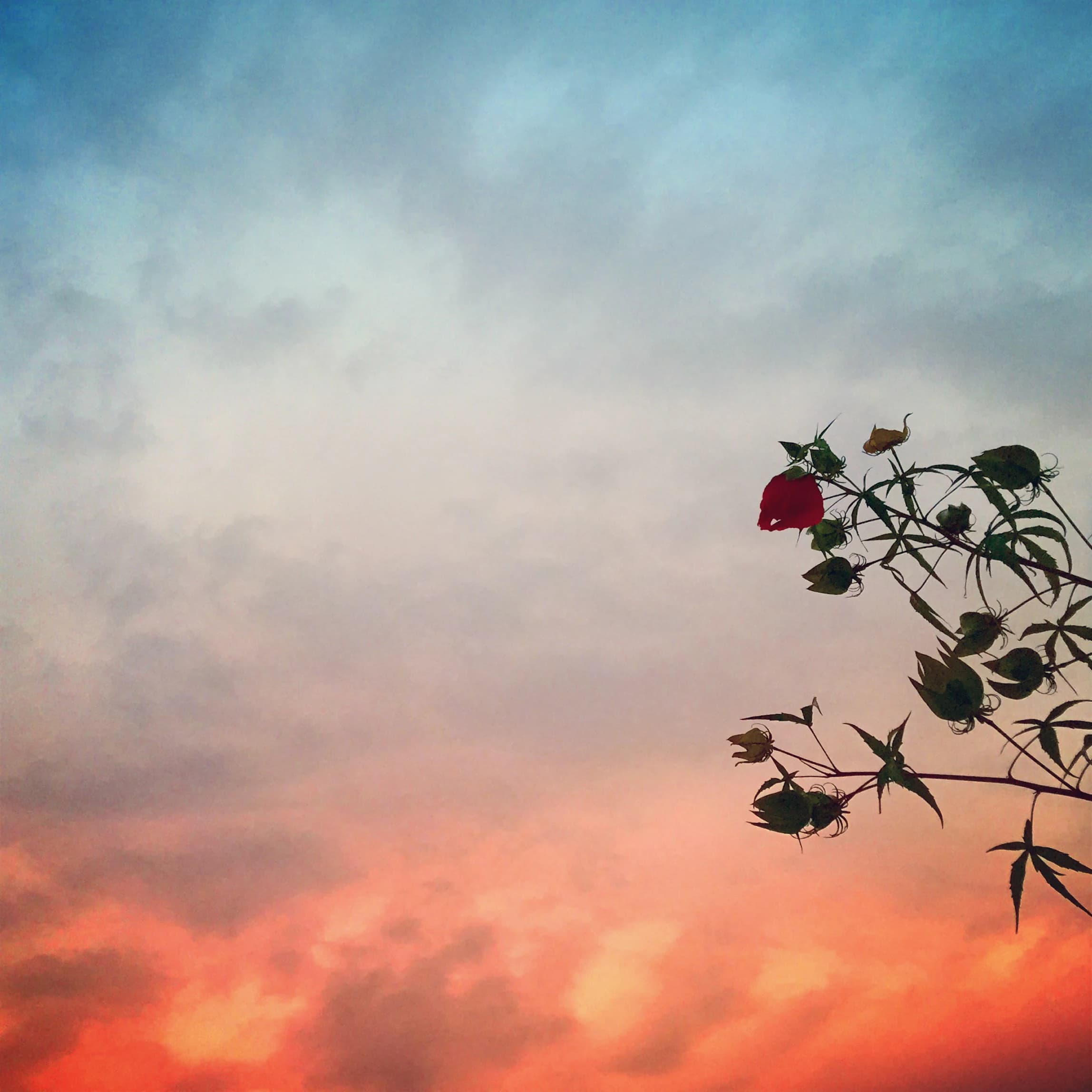 A red flower and seed pods silhouetted against a blue and coral sky.