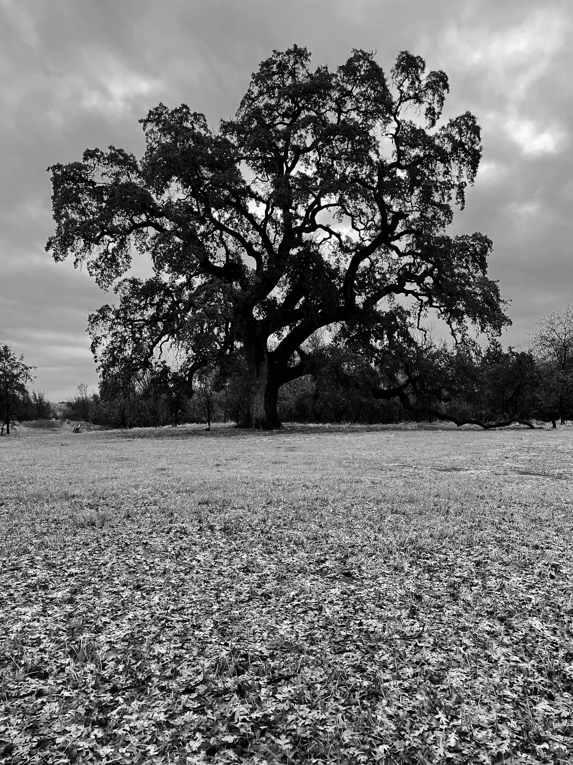 A tree rendered in grayscale.