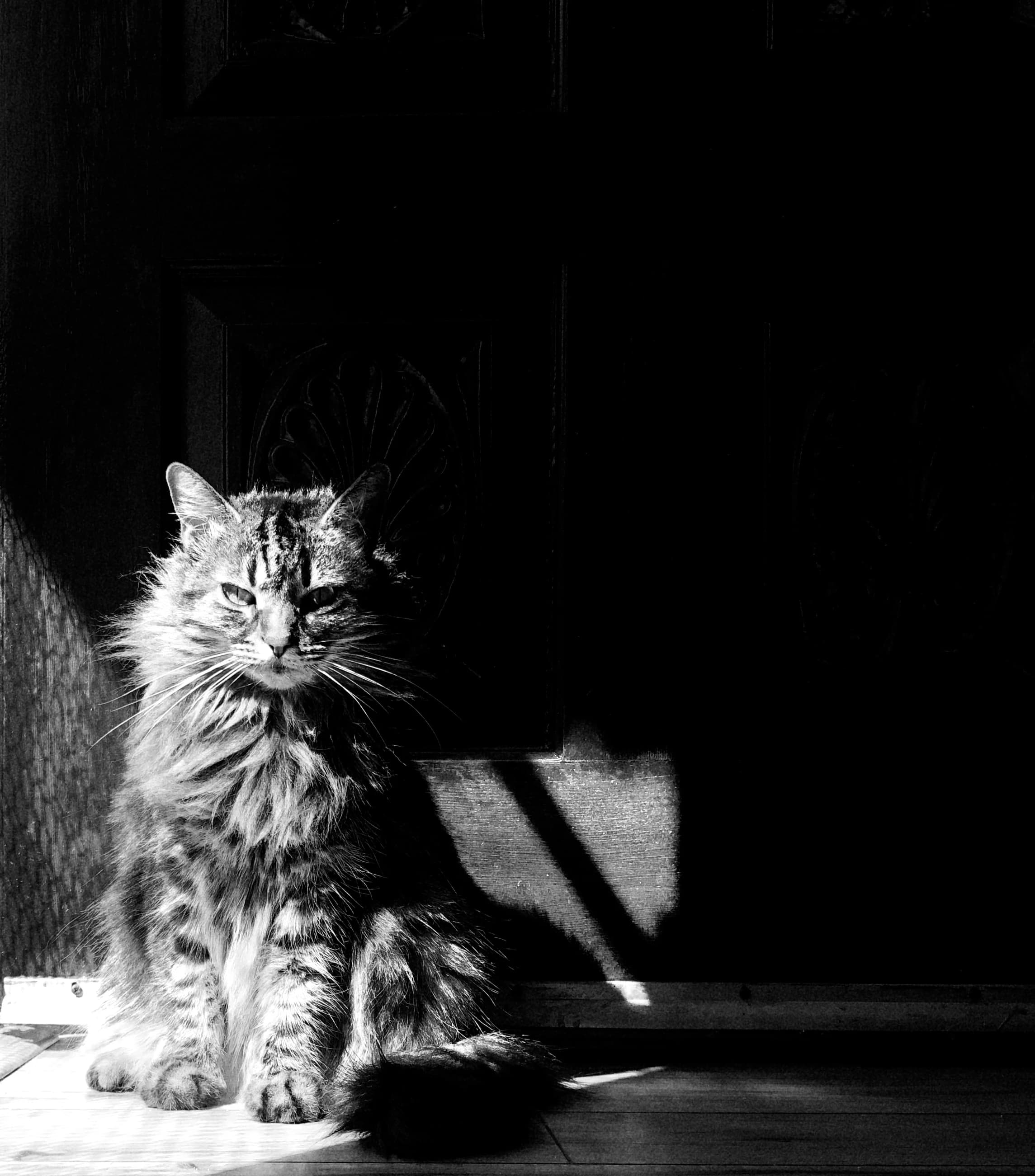 A cat sitting in a patch of sunlight against a dark doorway.