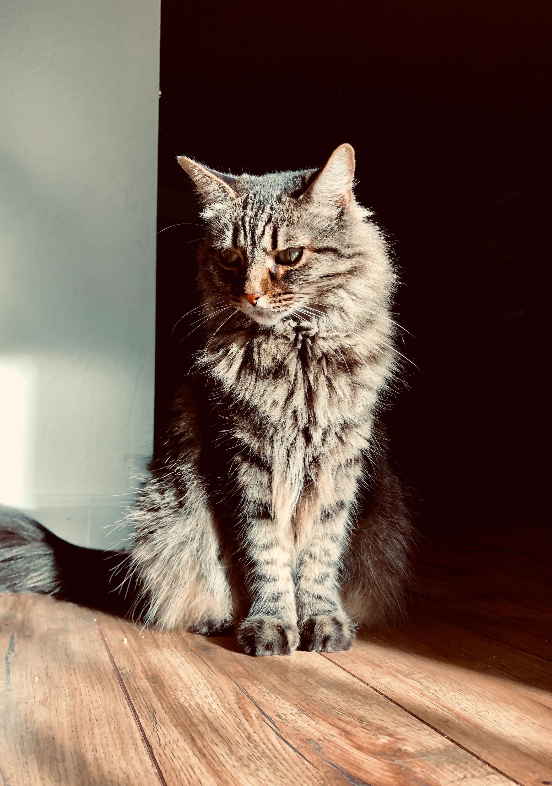 A portrait of Holly the cat posing for the camera.