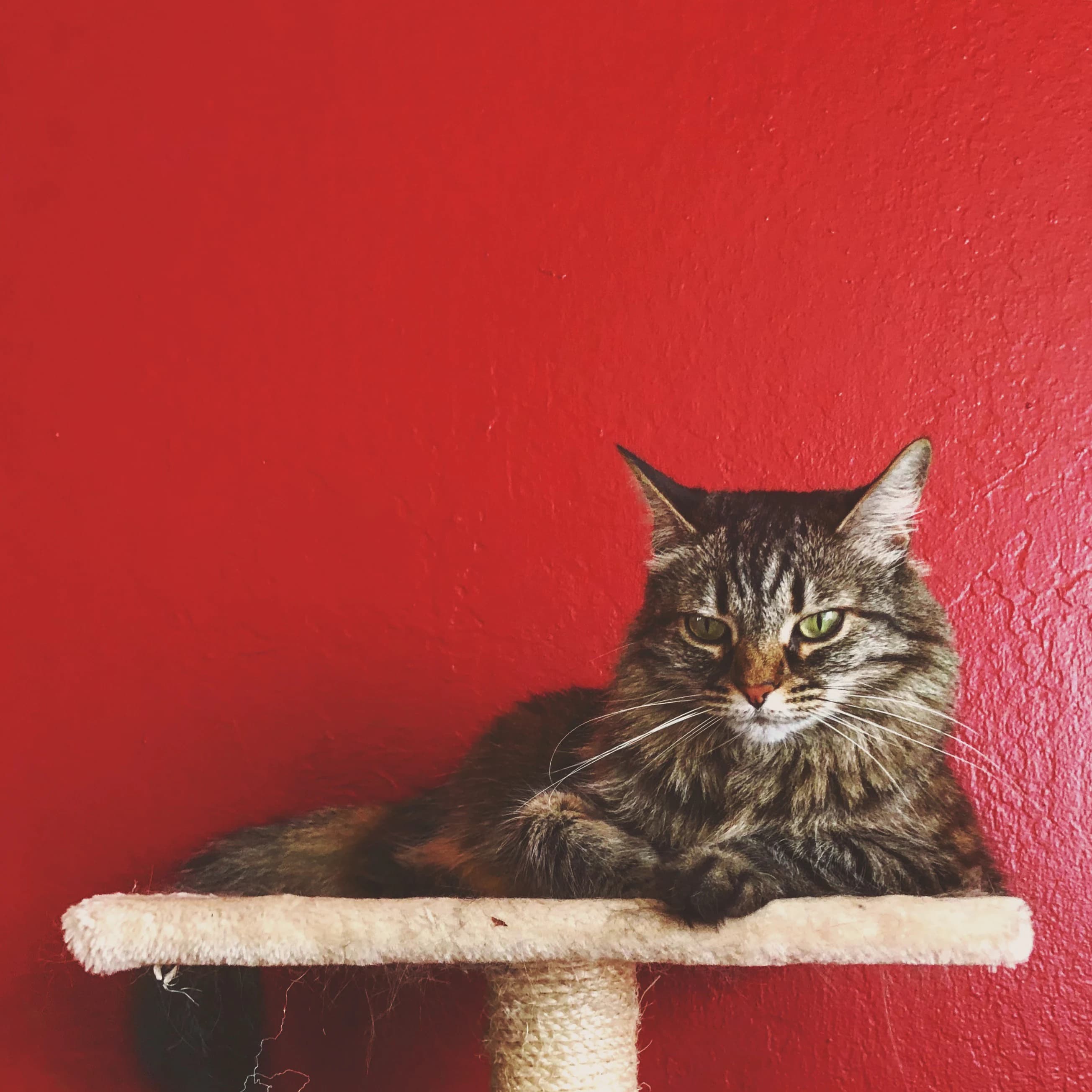 A square portrait of Holly the cat.