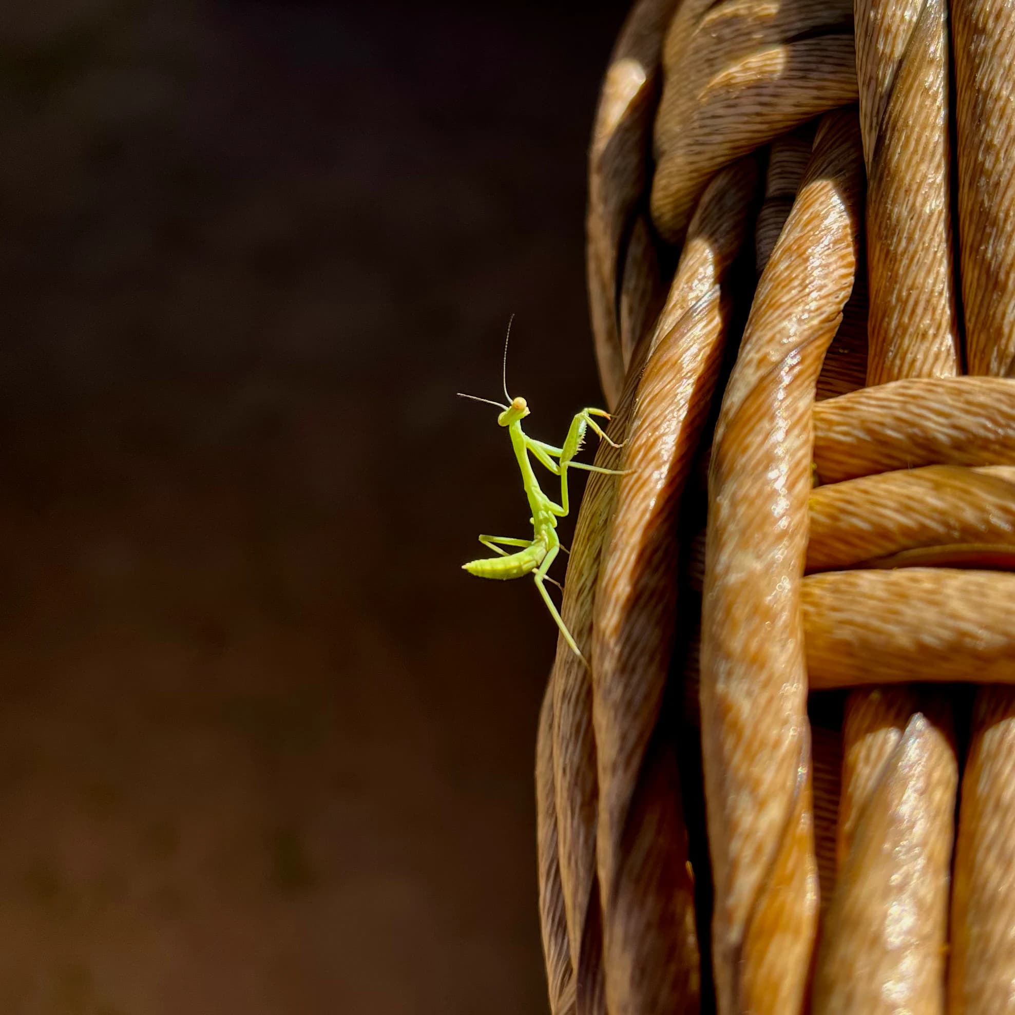 A grasshopper photographed in close-up.