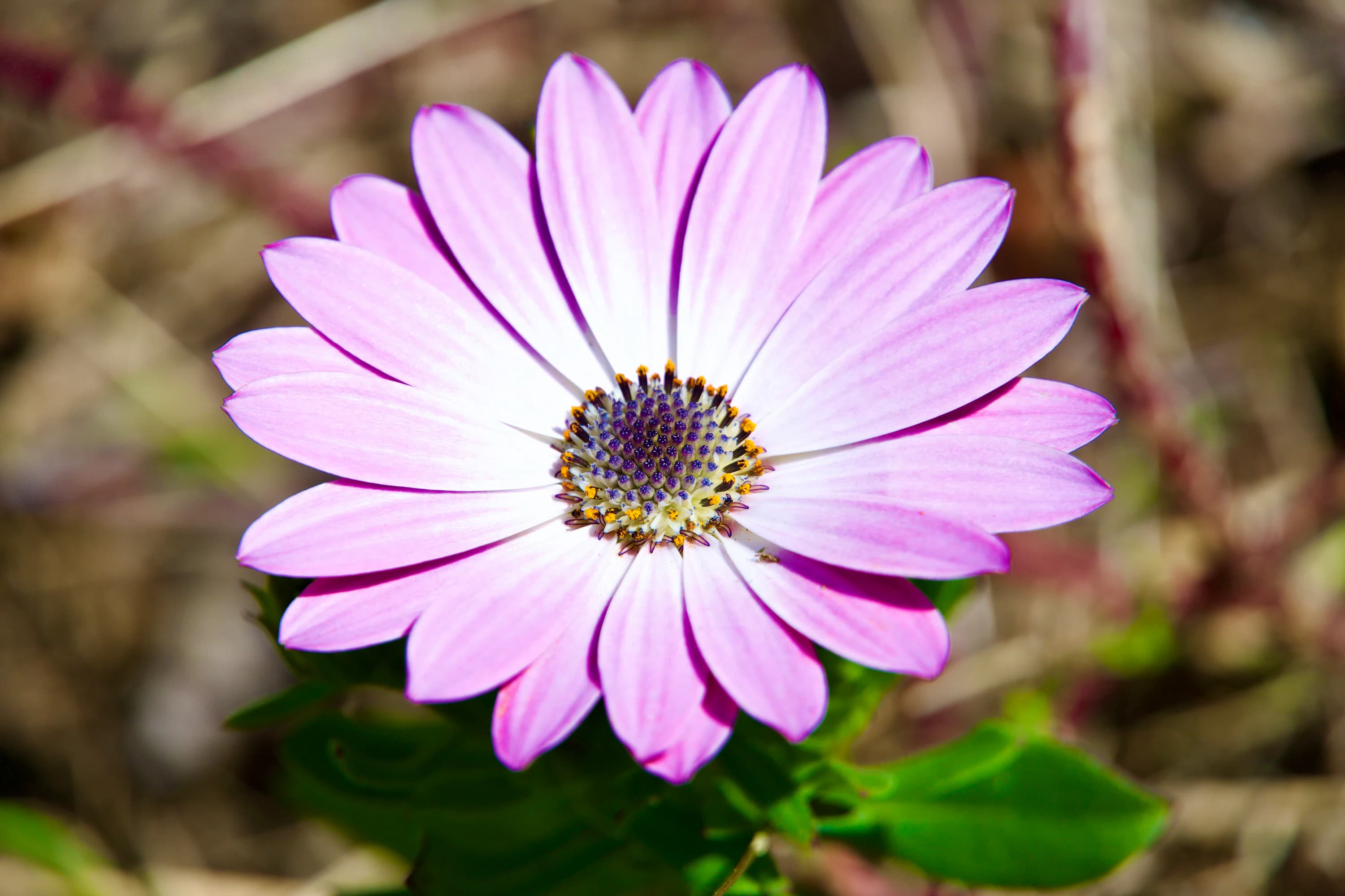 A tiny flower photographed in macro detail.